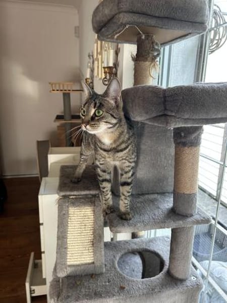 Thea sucht ein liebevolles Zuhause