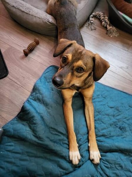 Rocky  unser Kämpfer 2026 sucht sein Happy End