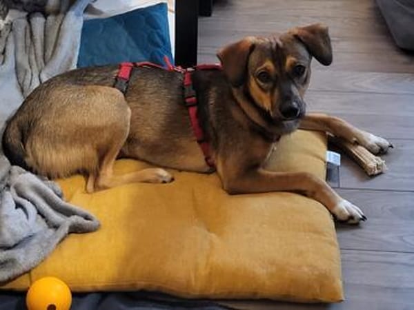 Rocky  unser Kämpfer 2026 sucht sein Happy End