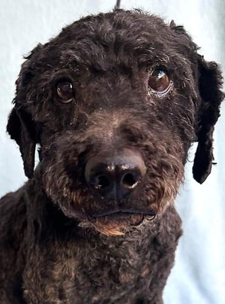 Rusty- Sanfter Herzenshund sucht sein Glück