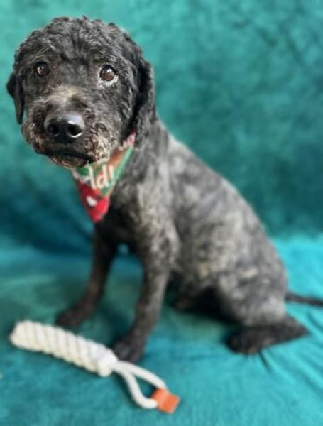 Rusty- Sanfter Herzenshund sucht sein Glück