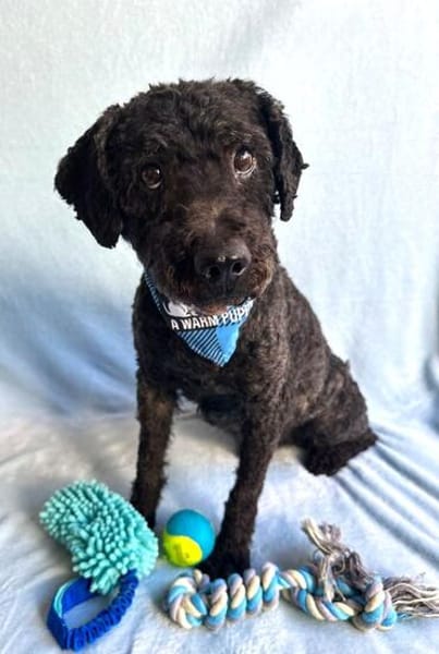 Rusty- Sanfter Herzenshund sucht sein Glück