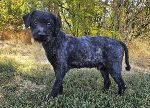 Rusty- Sanfter Herzenshund sucht sein Glück