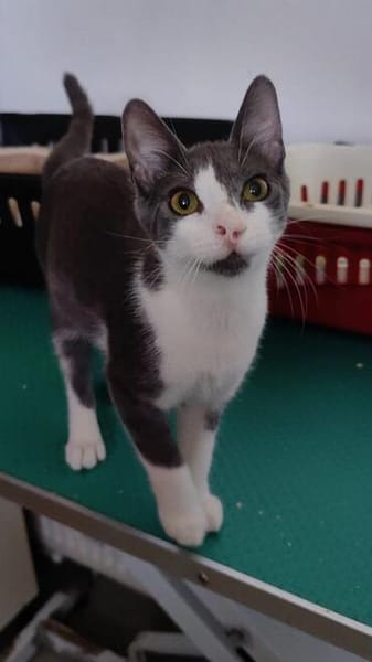 Michael - der menschenbezogene Schmusekater