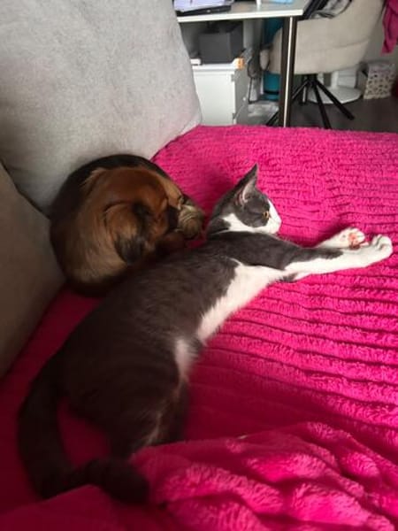 Michael - der menschenbezogene Schmusekater