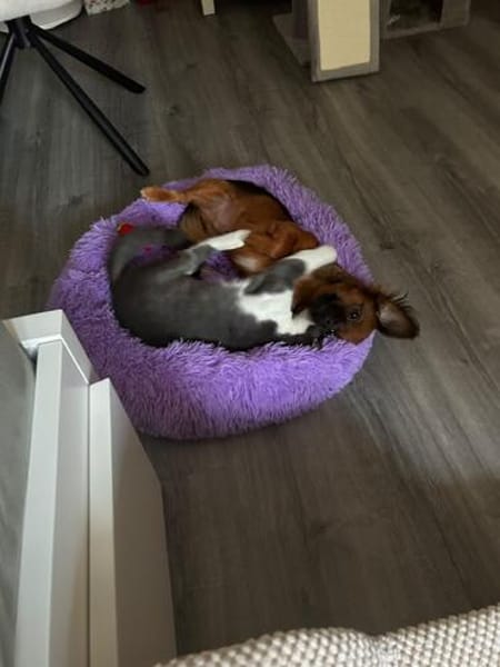 Michael - der menschenbezogene Schmusekater