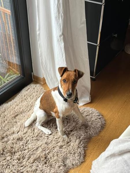 Foxi, lebensfroher Foxterriermix, ca. 2 Jahre