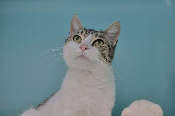 Naya (en cours d'adoption)