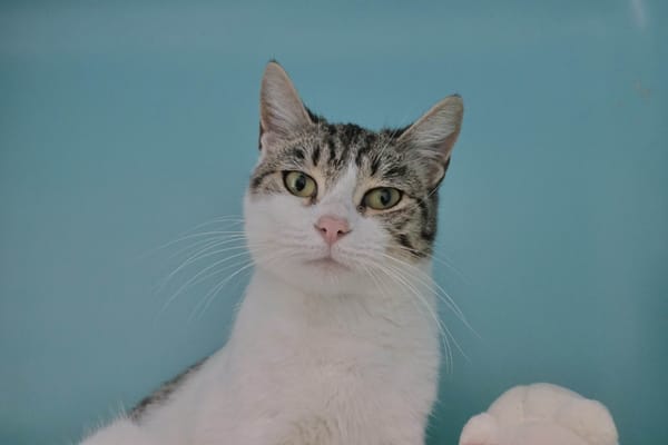 Naya (en cours d'adoption)