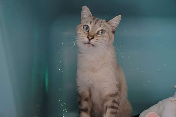 Rita (en cours d'adoption)