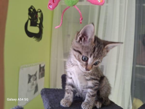 BOB (a trouvé sa famille)