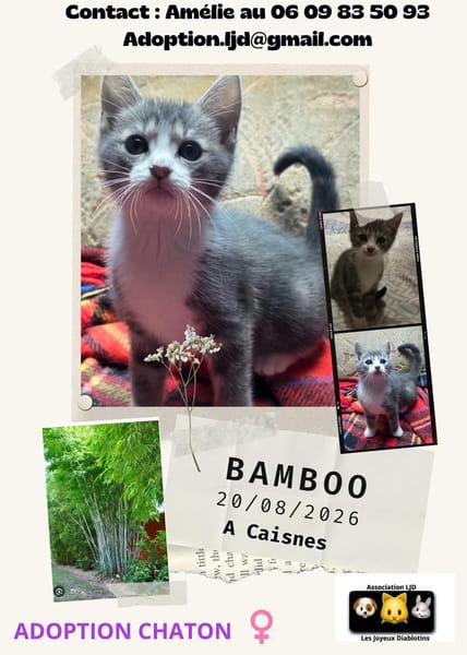 Bamboo
