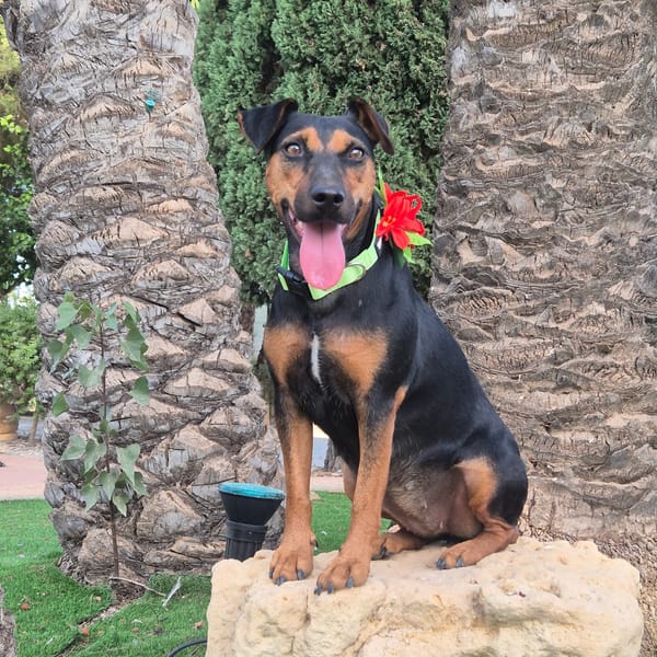 LOLA (Martina)