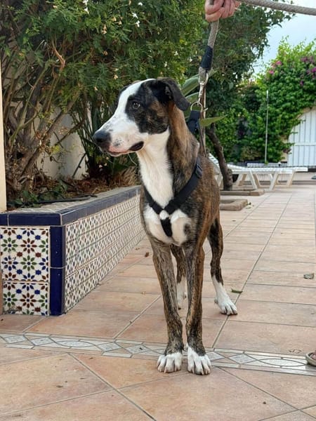 NOBBY (Maria)