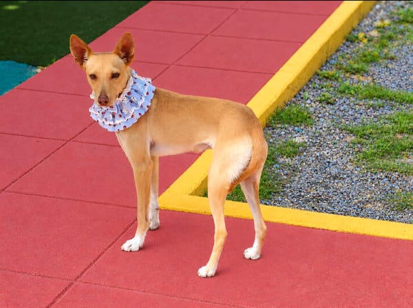 BRISA (Salvando Angeles)