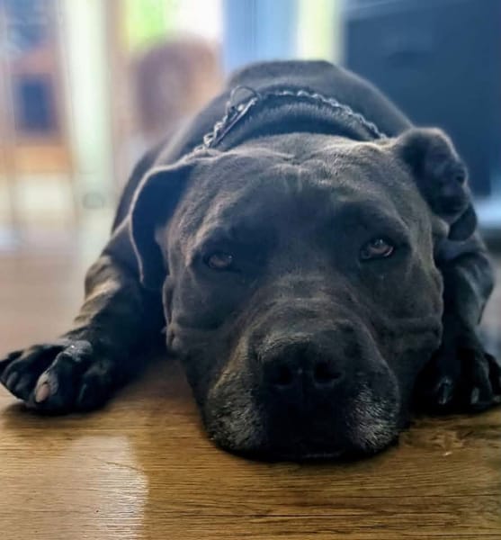 PIXEL
