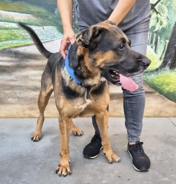 Max - verlassen und abgeschoben - Zuhause gesucht!