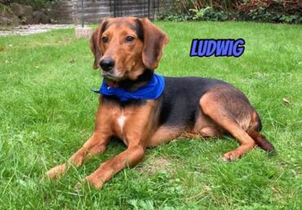 Ludwig - sanft, menschenbezogen, lernwillig, eher ruhig