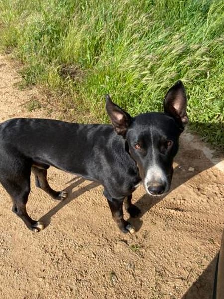 Ares - leidet in der Perrera - dringend Zuhause gesucht!