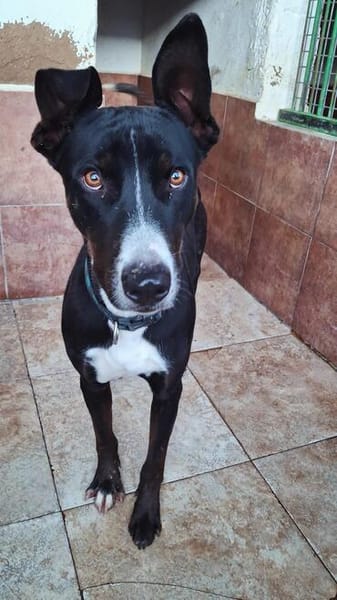 Ares - leidet in der Perrera - dringend Zuhause gesucht!