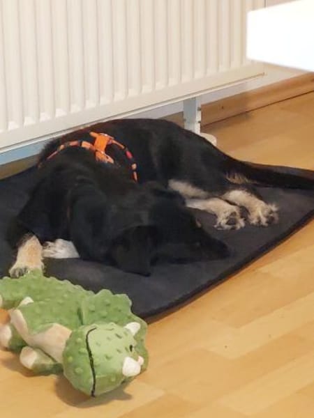 Layla sucht ihr neues Glück