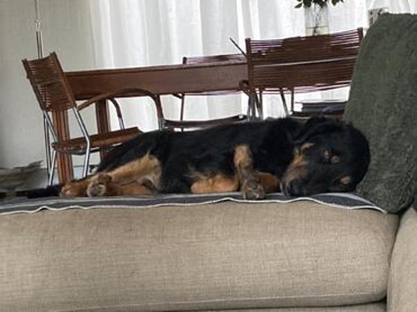 Tim, der kleine Rüde sucht dringend neue Pflegestelle
