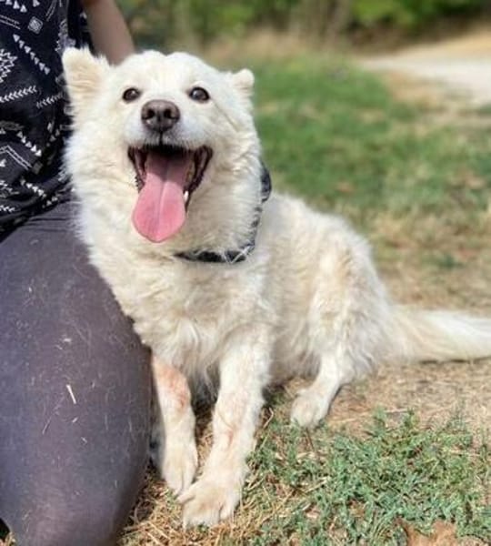 Hundeopi TALPI