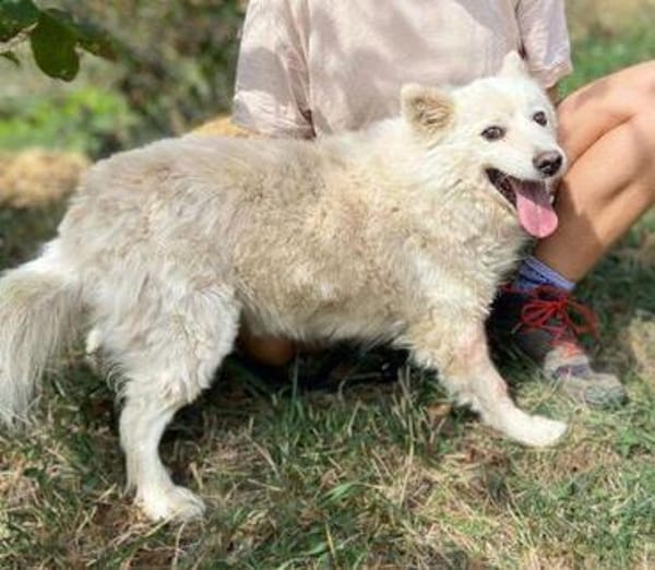 Hundeopi TALPI