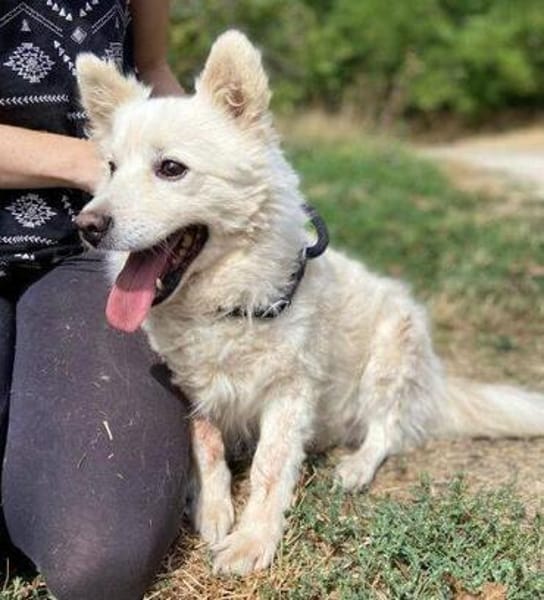 Hundeopi TALPI