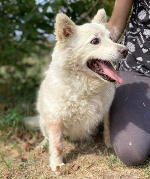 Hundeopi TALPI