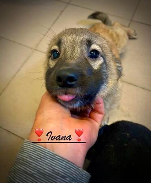 Ivana  sucht liebevolle Hände