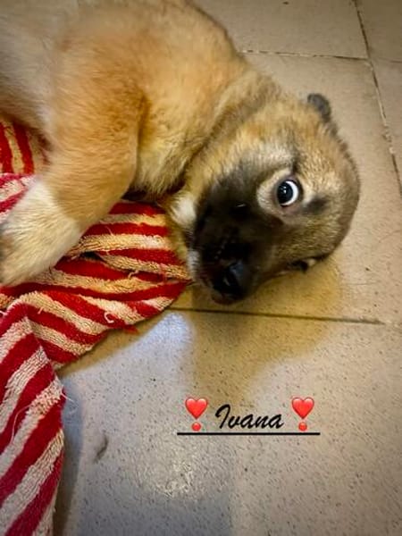 Ivana  sucht liebevolle Hände