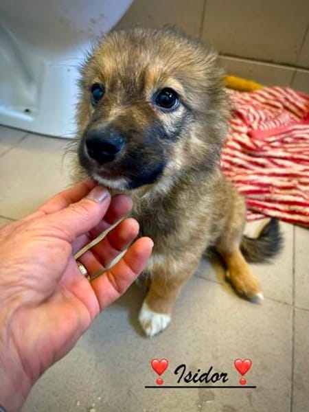Isidor  ein kleiner Bub, der die Welt noch vor sich hat
