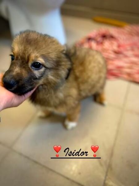Isidor  ein kleiner Bub, der die Welt noch vor sich hat