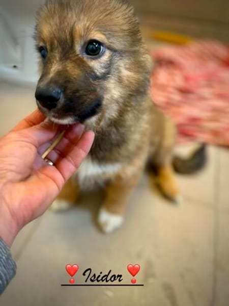 Isidor  ein kleiner Bub, der die Welt noch vor sich hat