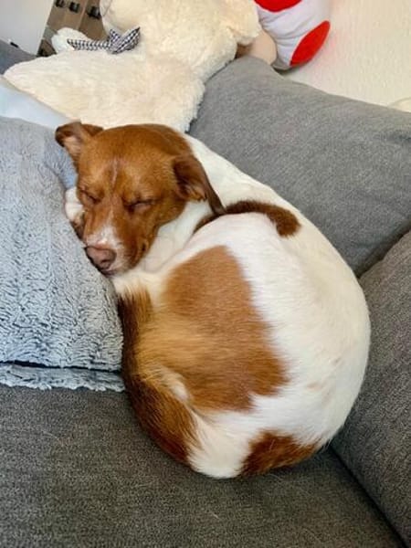 Traum Maus sucht neues Zuhause