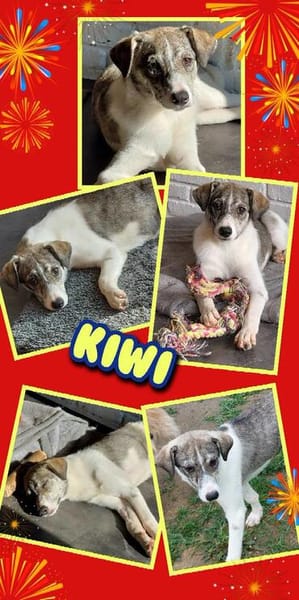 junges lustiges Hundemädchen Kiwi auf PS 91278