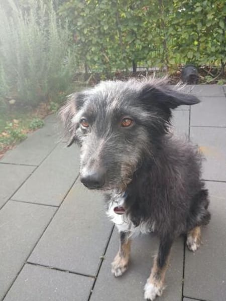 🐾Lebensfrohe Kira sucht Dich🐾 NOTFALL