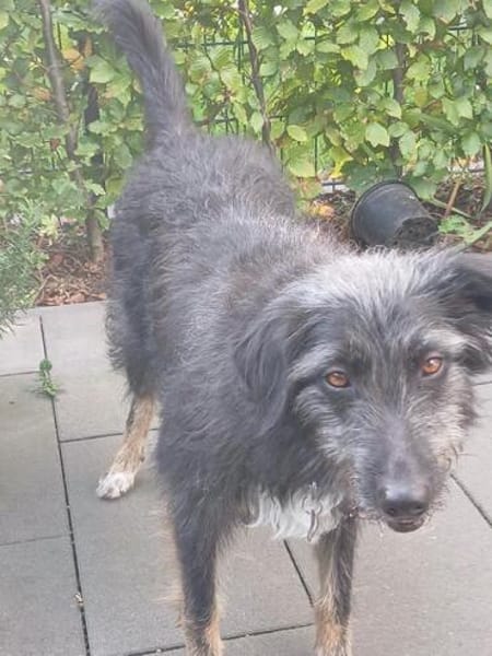 🐾Lebensfrohe Kira sucht Dich🐾 NOTFALL