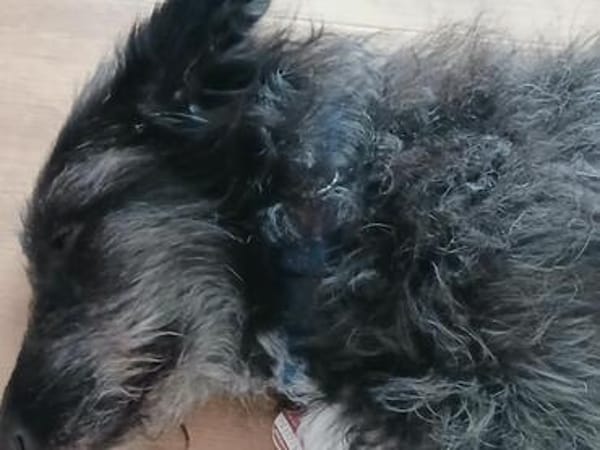 🐾Lebensfrohe Kira sucht Dich🐾 NOTFALL