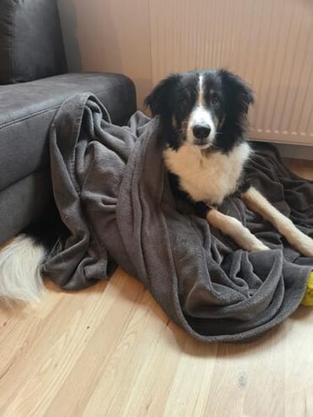 Für Karli das passende Zuhause gesucht!