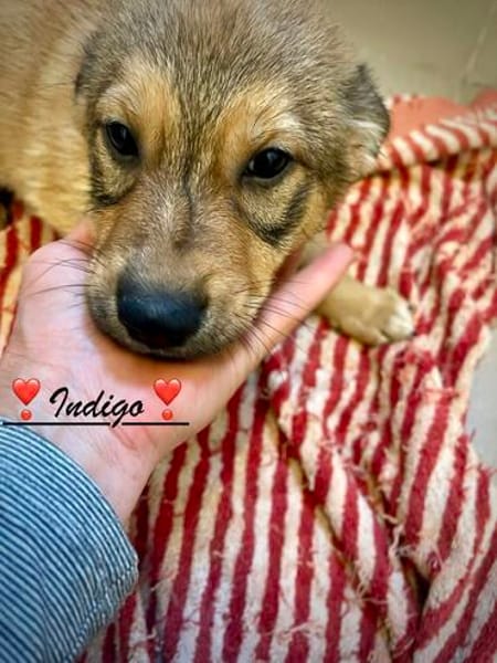 Indigo  ein kleiner Spatz sucht seine Familie
