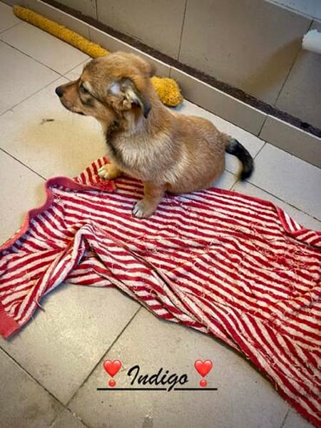 Indigo  ein kleiner Spatz sucht seine Familie