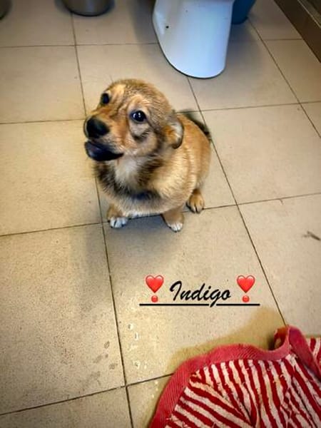 Indigo  ein kleiner Spatz sucht seine Familie