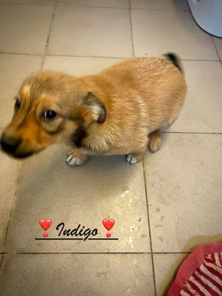 Indigo  ein kleiner Spatz sucht seine Familie
