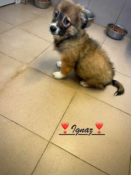 Ignaz  ein kleiner Bub, der sein Glück noch vor sich hat !B
