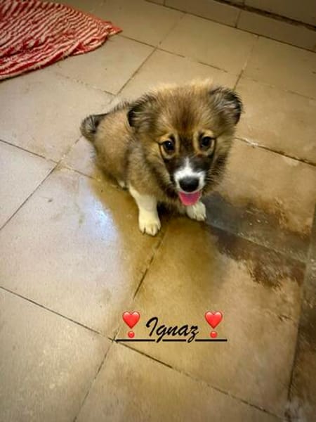 Ignaz  ein kleiner Bub, der sein Glück noch vor sich hat !B