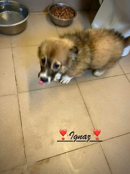 Ignaz  ein kleiner Bub, der sein Glück noch vor sich hat !B