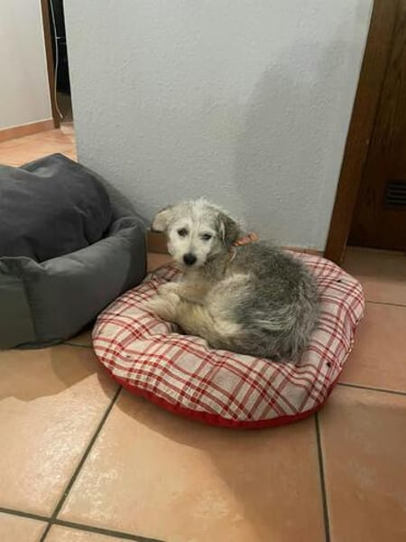 Josie - kleine liebe, ruhige Schmuse-Hündin