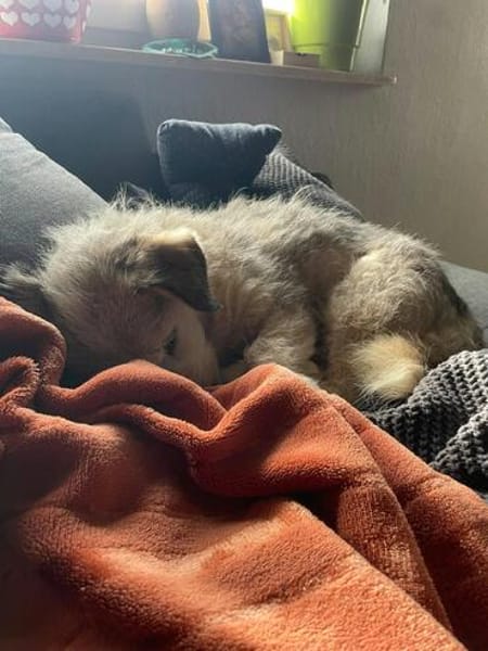 Josie - kleine liebe, ruhige Schmuse-Hündin